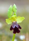 Ophrys lojaconoi